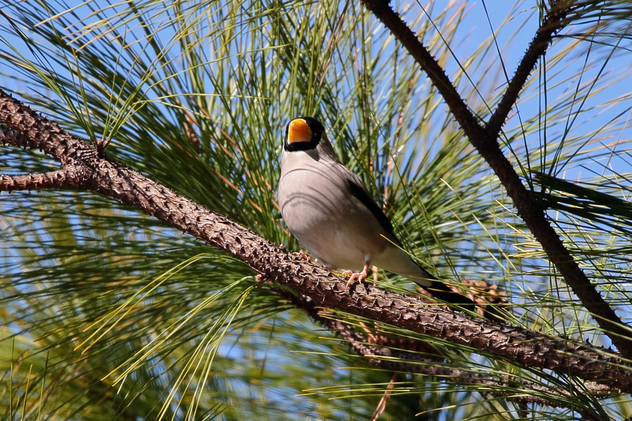 Japanese Grosbeak