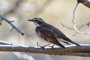 Dusky Thrush 岡崎城 Sun, 2/11/2024