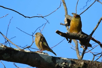 Grey-capped Greenfinch 岡崎城 Sun, 2/11/2024