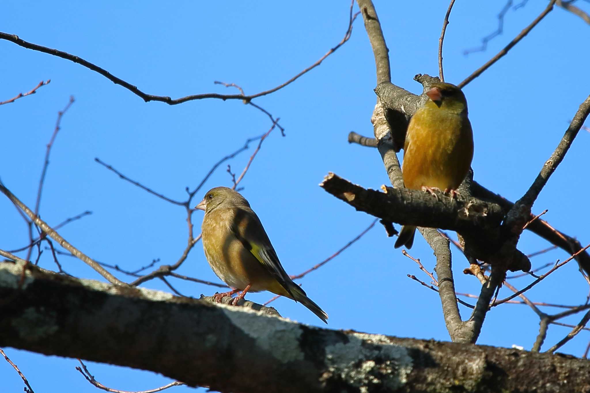 Grey-capped Greenfinch