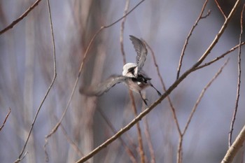 Long-tailed tit(japonicus) Makomanai Park Wed, 12/27/2023