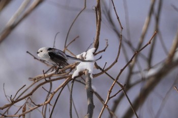 Long-tailed tit(japonicus) Makomanai Park Wed, 12/27/2023