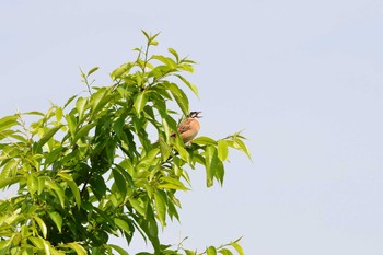 ホオジロ 加木屋緑地 2018年4月23日(月)