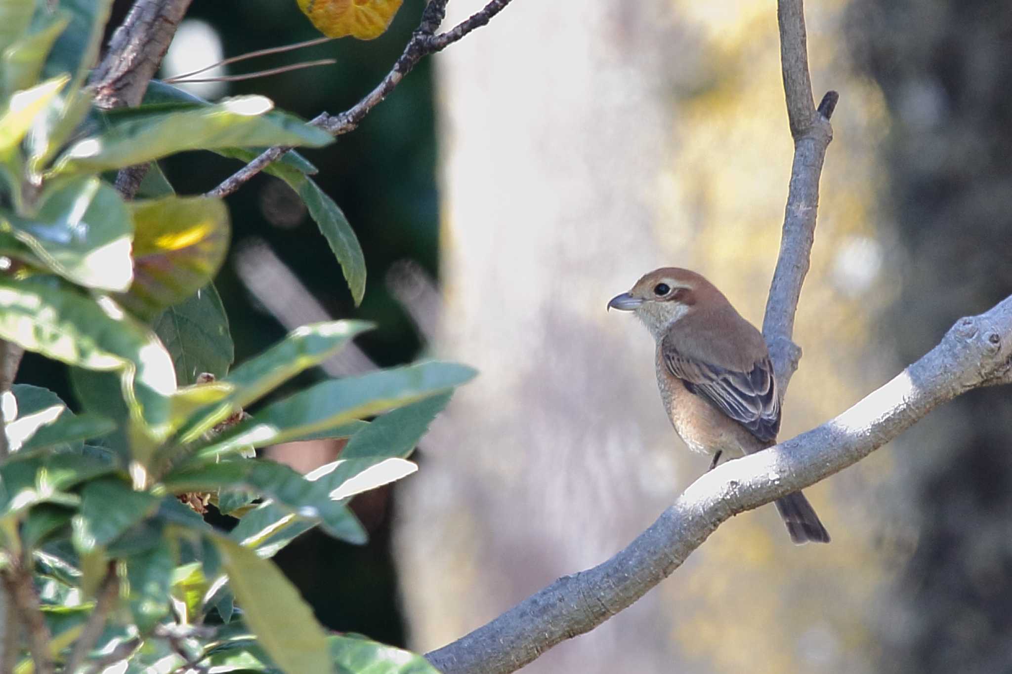 Bull-headed Shrike