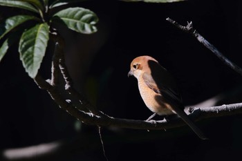 Bull-headed Shrike 岡崎城 Sun, 2/11/2024