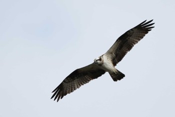 Osprey 洲原公園 Sun, 2/11/2024