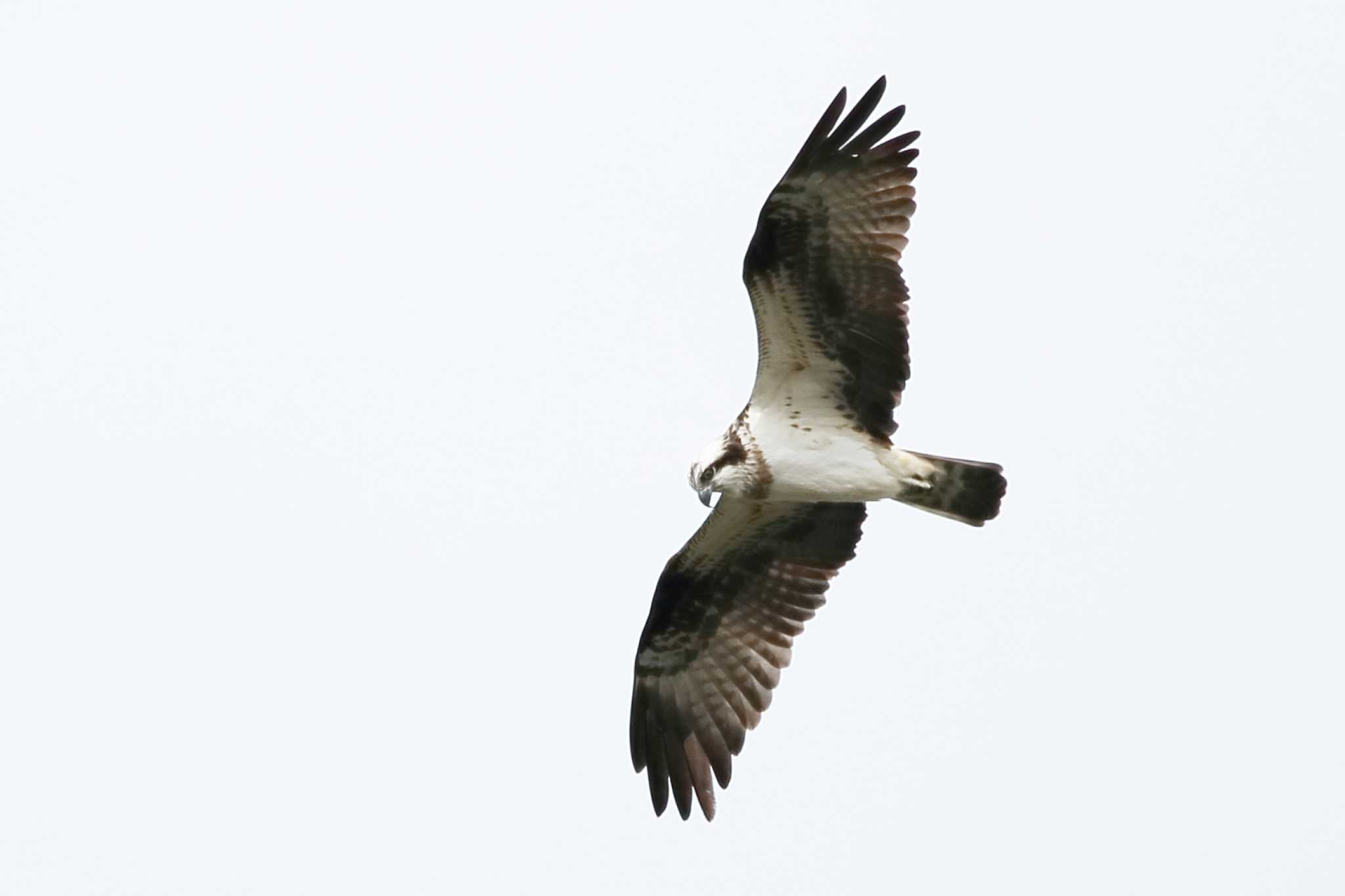 Photo of Osprey at 洲原公園 by Button-Down Freak