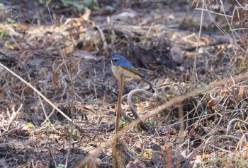 ルリビタキ 各務野自然遺産の森 2024年2月11日(日)