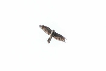 Eurasian Sparrowhawk 洲原公園 Sun, 2/11/2024