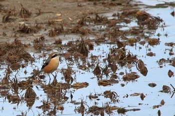 Bull-headed Shrike 洲原公園 Sun, 2/11/2024