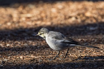 White Wagtail 善福寺公園 Sun, 2/11/2024