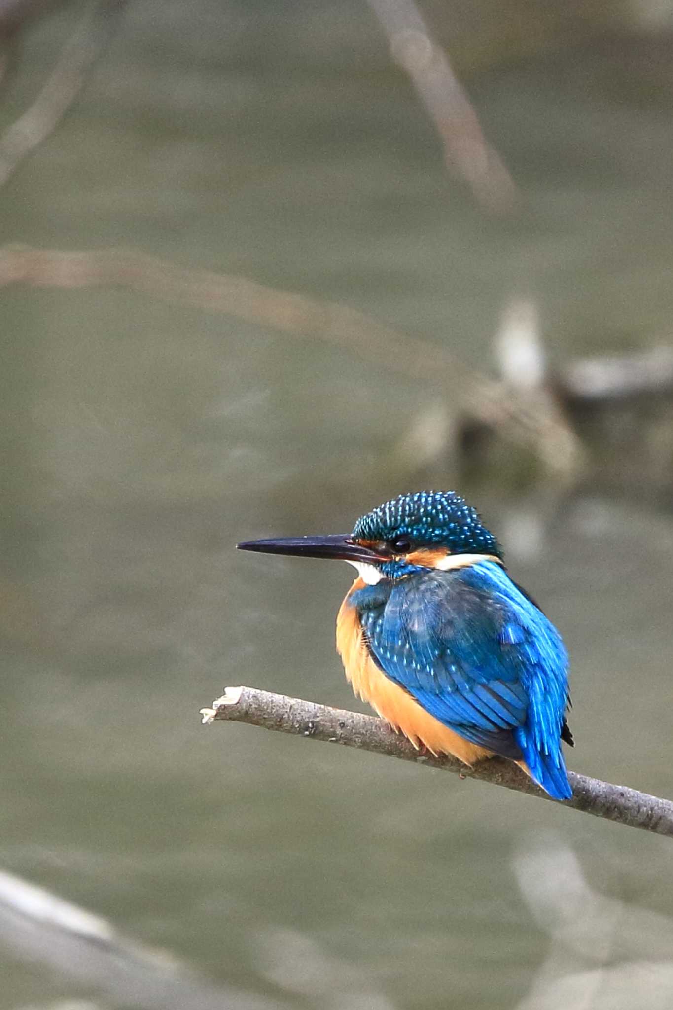 Common Kingfisher