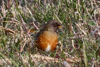 2024年2月12日(月) ふれあい松戸川の野鳥観察記録