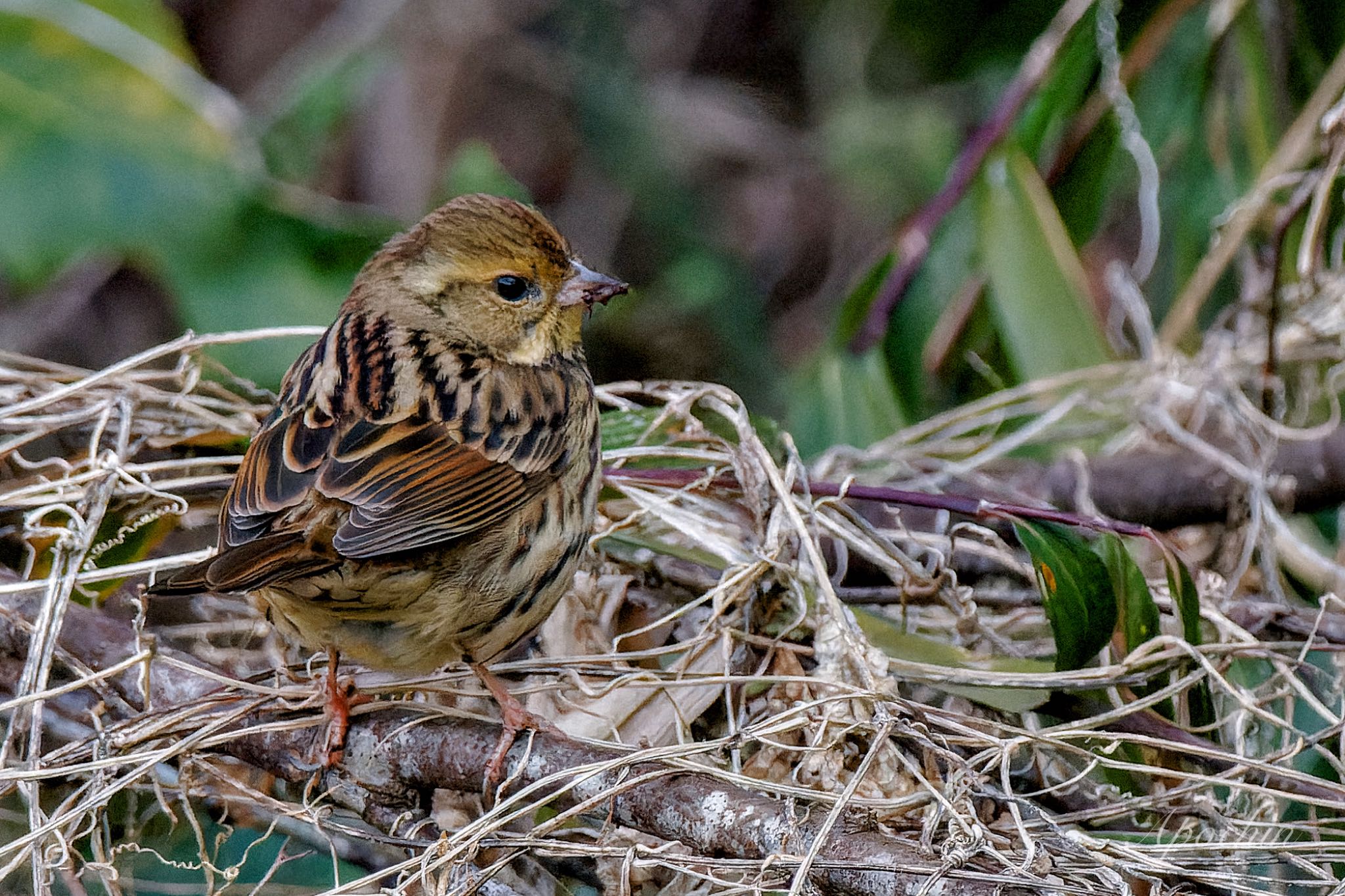 Masked Bunting