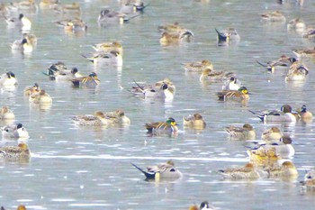 Baikal Teal 夏目の堰 (八丁堰) Sun, 2/4/2024