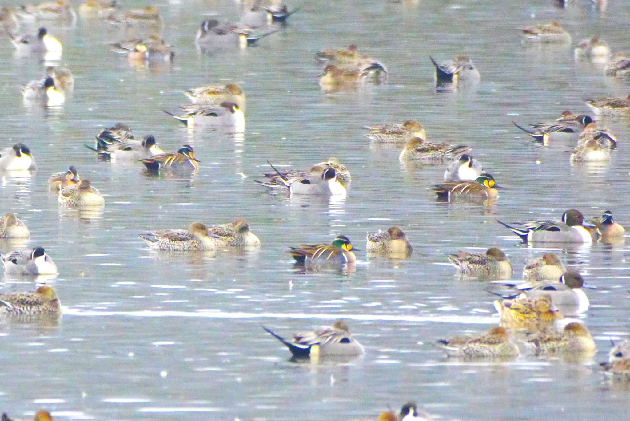 Photo of Baikal Teal at 夏目の堰 (八丁堰) by BW11558