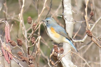 2024年2月12日(月) 大町自然観察園の野鳥観察記録