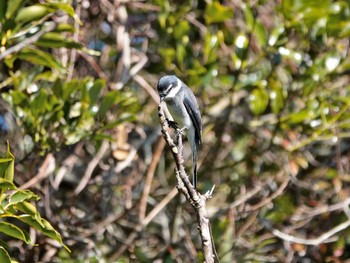 リュウキュウサンショウクイ 稲佐山公園 2024年2月12日(月)