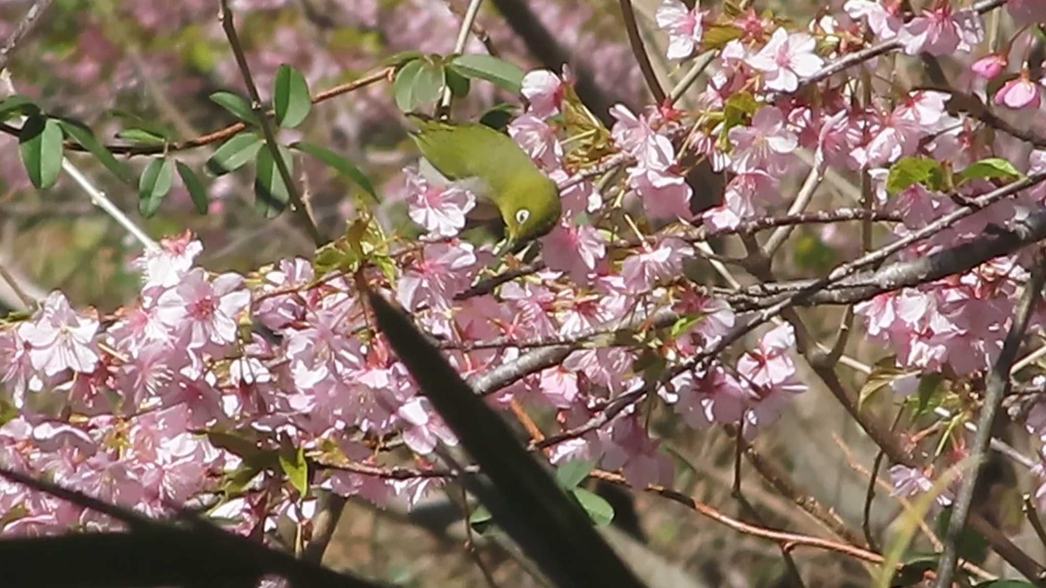 Warbling White-eye