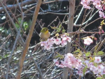 Warbling White-eye 館山野鳥の森 Mon, 2/12/2024