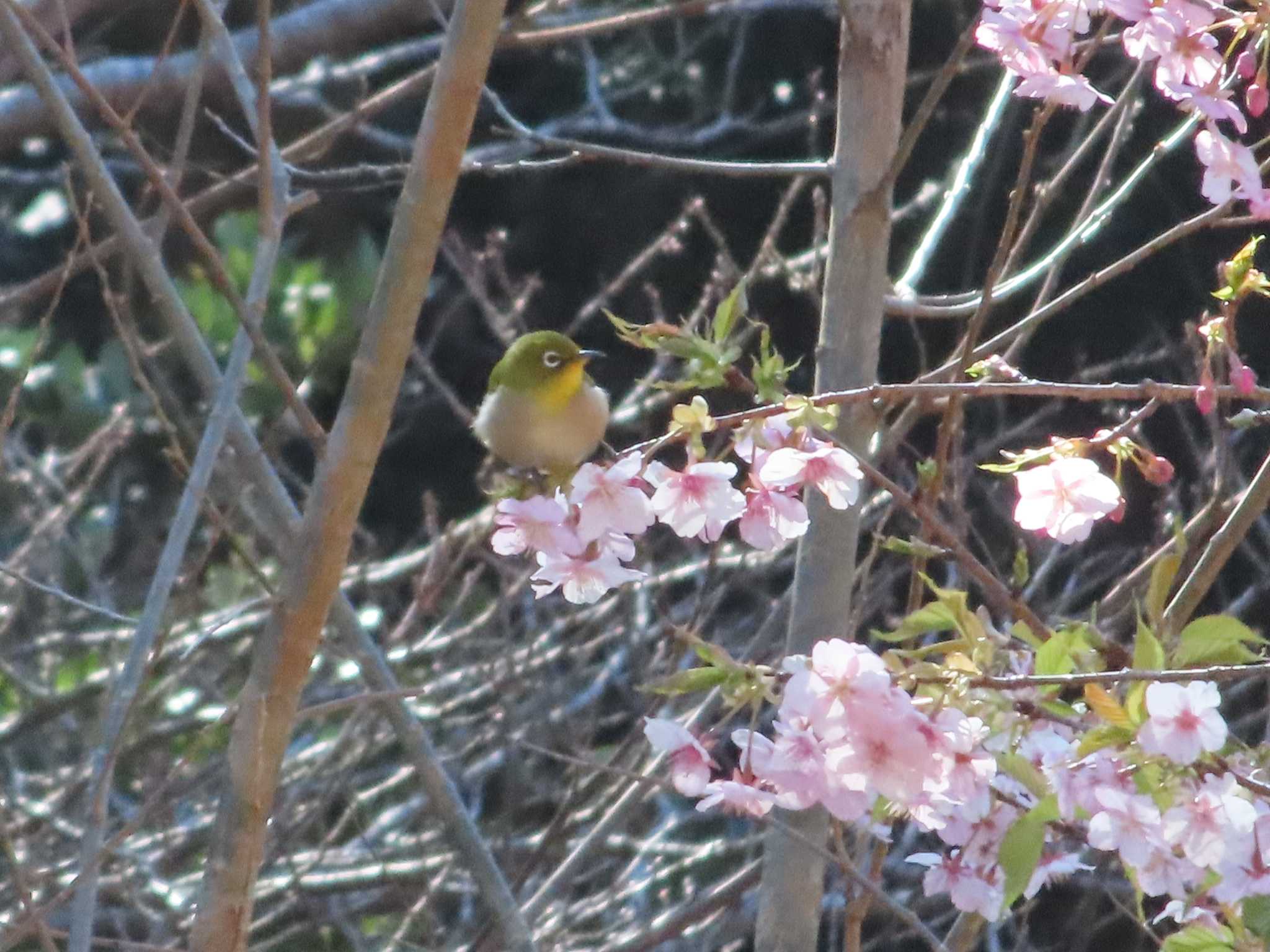 館山野鳥の森 メジロの写真 by ゆき