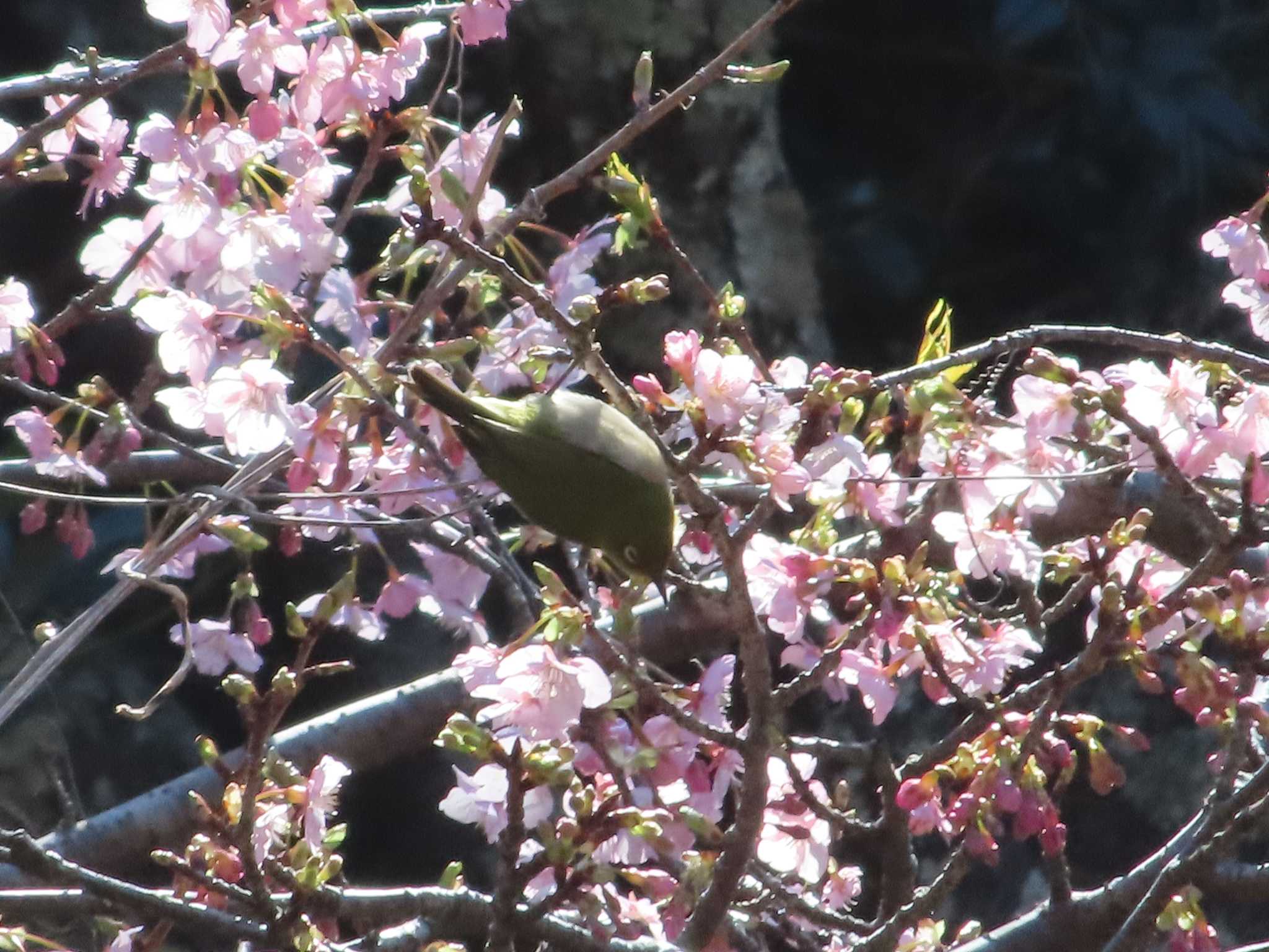 Photo of Warbling White-eye at 館山野鳥の森 by ゆき