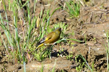 カワラヒワ 加木屋緑地 2018年4月26日(木)