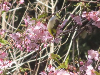 Warbling White-eye 館山野鳥の森 Mon, 2/12/2024