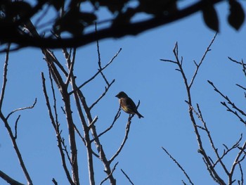 Grey-capped Greenfinch 館山野鳥の森 Mon, 2/12/2024