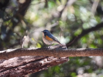 2024年2月11日(日) 金山城址の野鳥観察記録