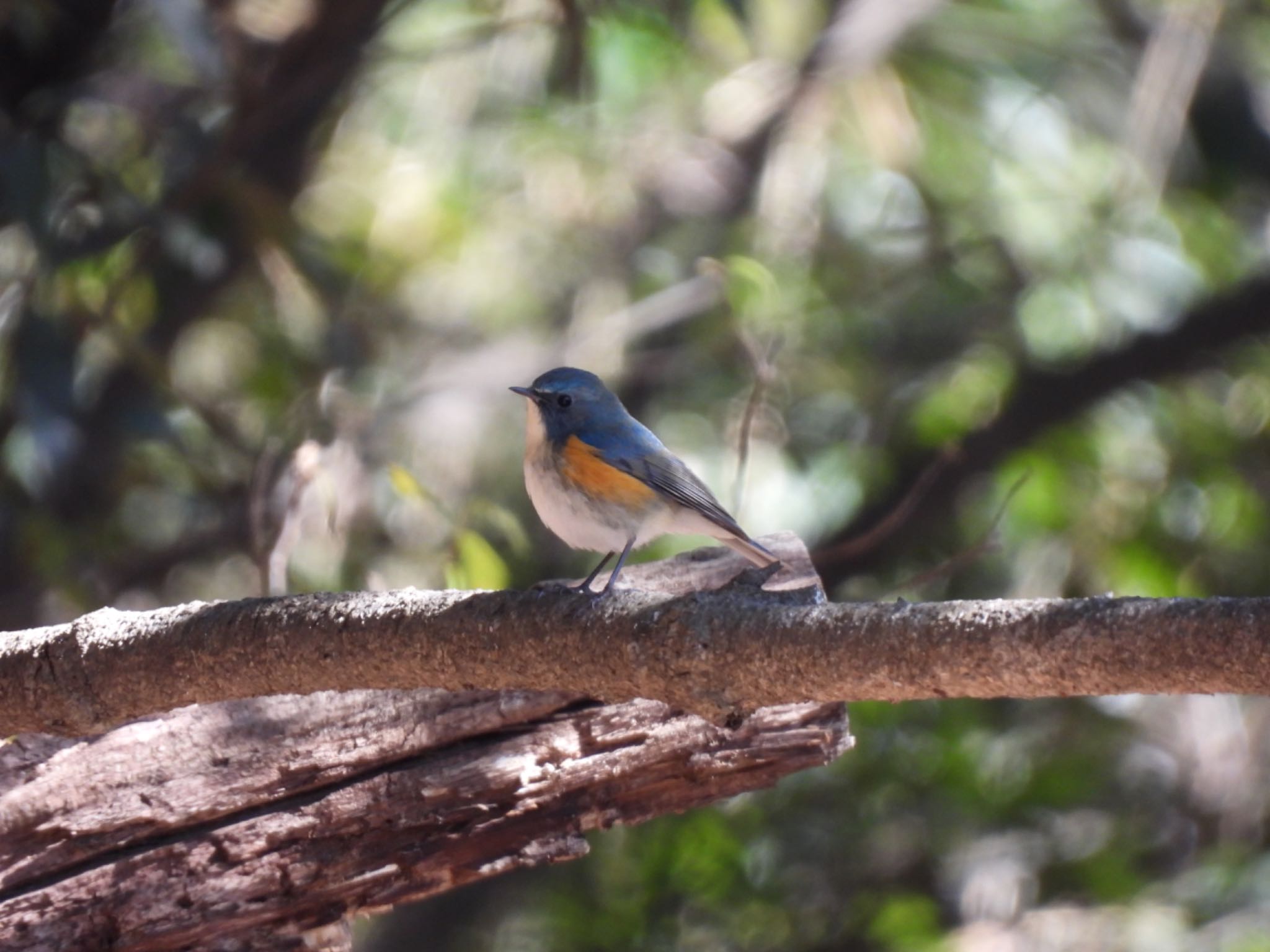 Photo of Red-flanked Bluetail at 金山城址 by 鳥散歩