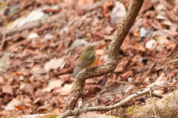 Red-flanked Bluetail 丹沢湖・世附川 Sat, 2/10/2024