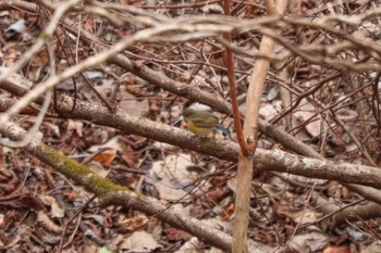 Red-flanked Bluetail 丹沢湖・世附川 Sat, 2/10/2024