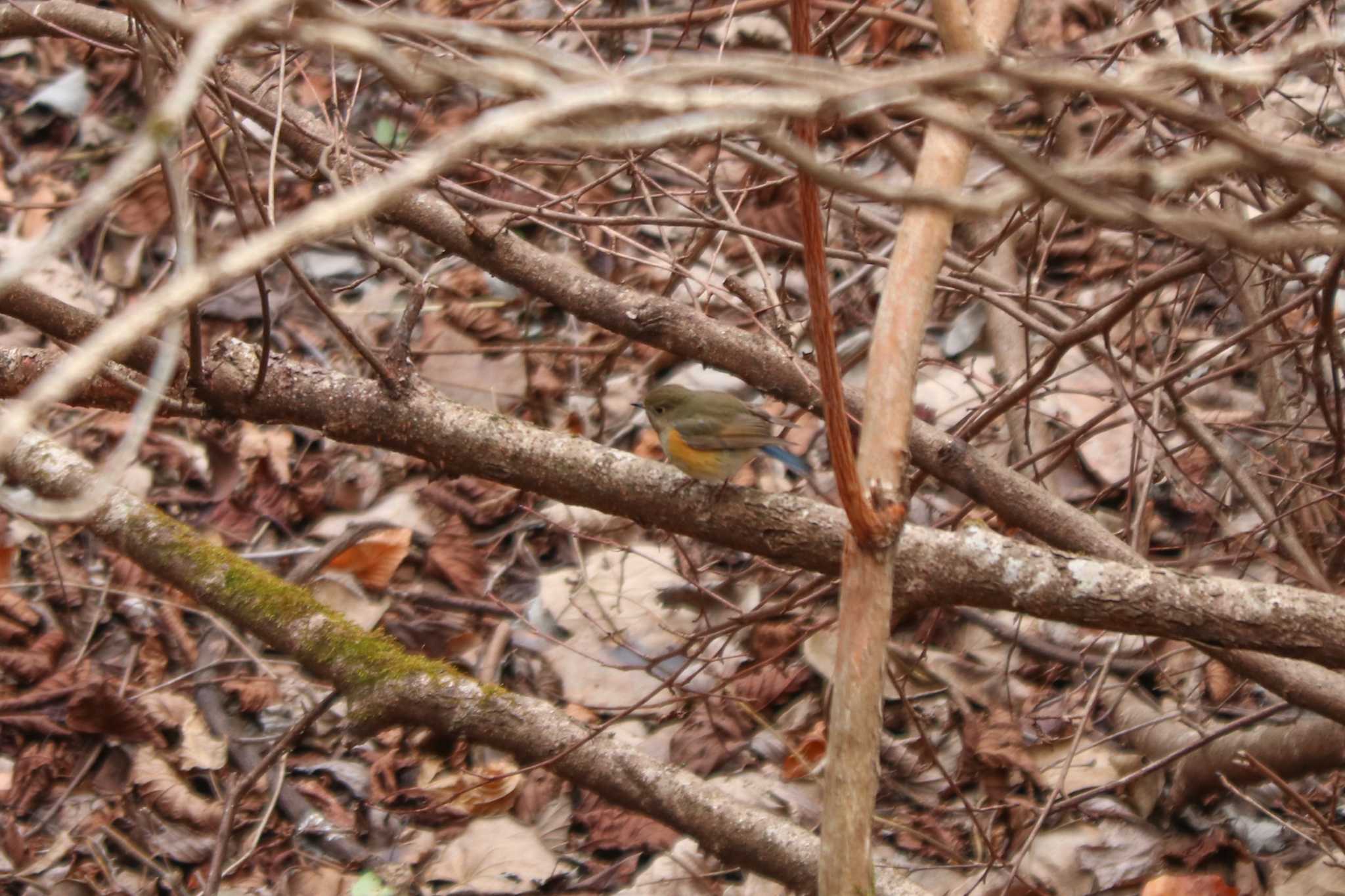 Red-flanked Bluetail