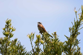 Thu, 4/26/2018 Birding report at 加木屋緑地