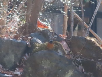 Daurian Redstart 桐生自然観察の森 Sun, 2/11/2024