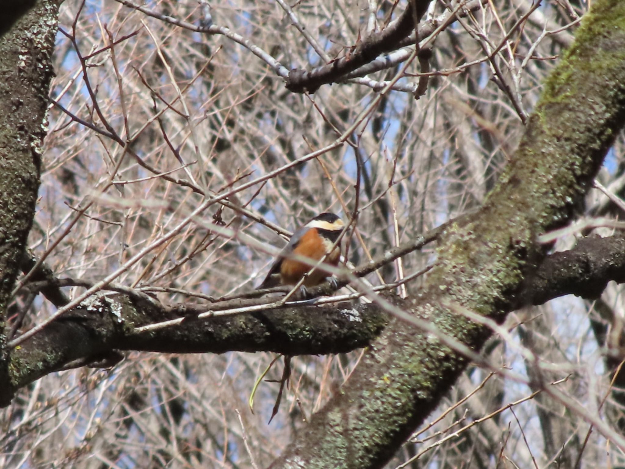 Varied Tit