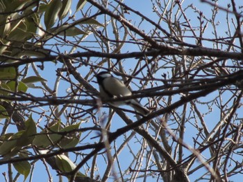 Japanese Tit 桐生自然観察の森 Sun, 2/11/2024