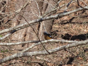 Daurian Redstart 桐生自然観察の森 Sun, 2/11/2024