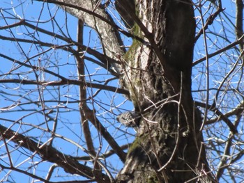 Japanese Pygmy Woodpecker 桐生自然観察の森 Sun, 2/11/2024