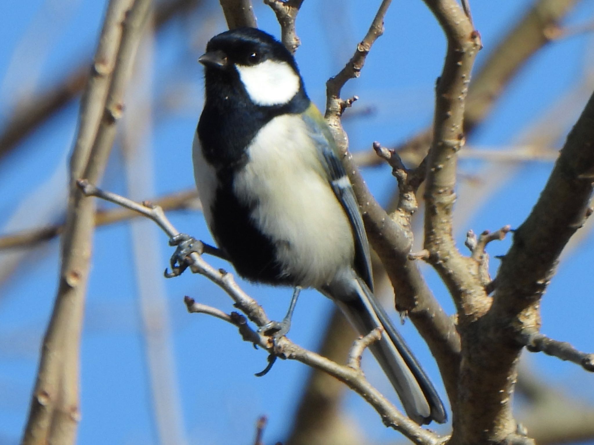 Japanese Tit