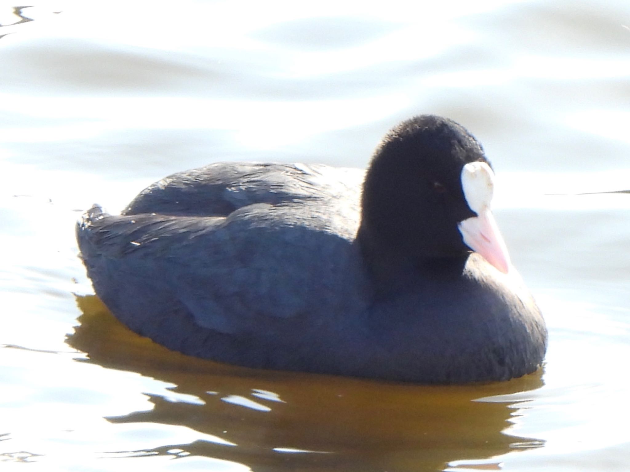 Eurasian Coot