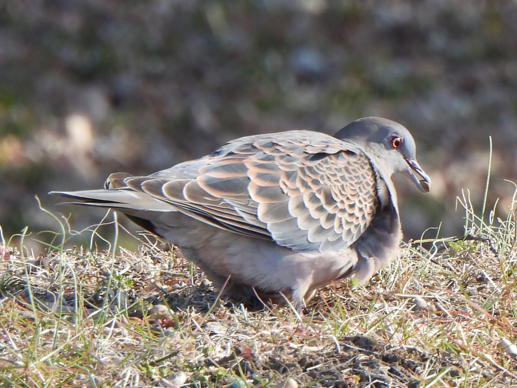 Oriental Turtle Dove