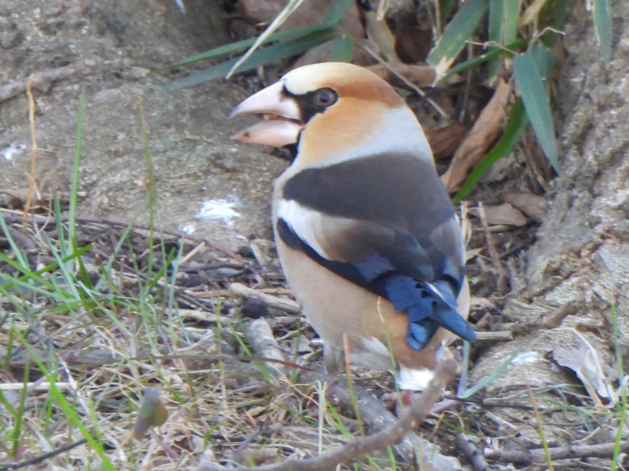 Photo of Hawfinch at 多々良沼 by ツピ太郎