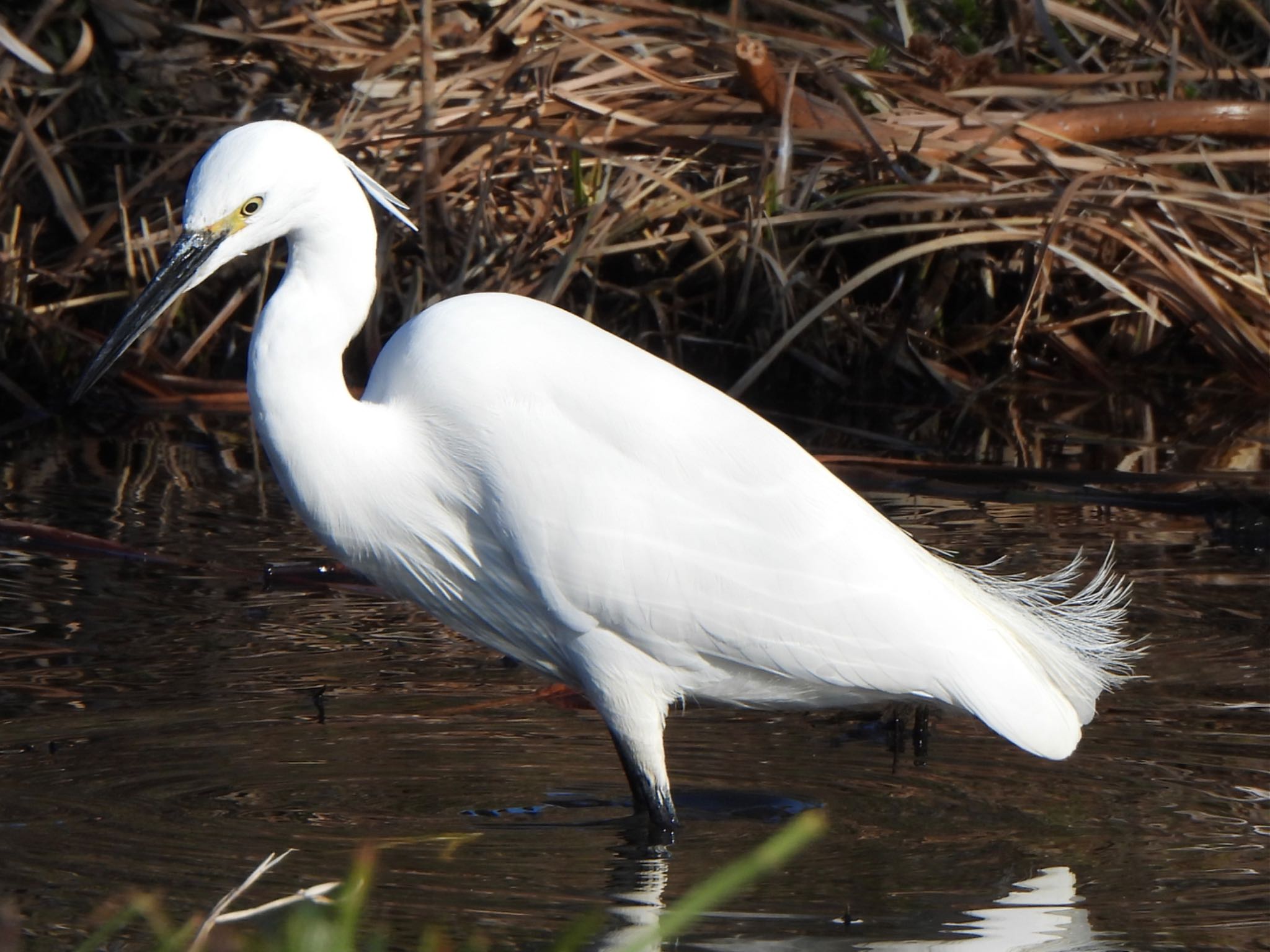 Little Egret