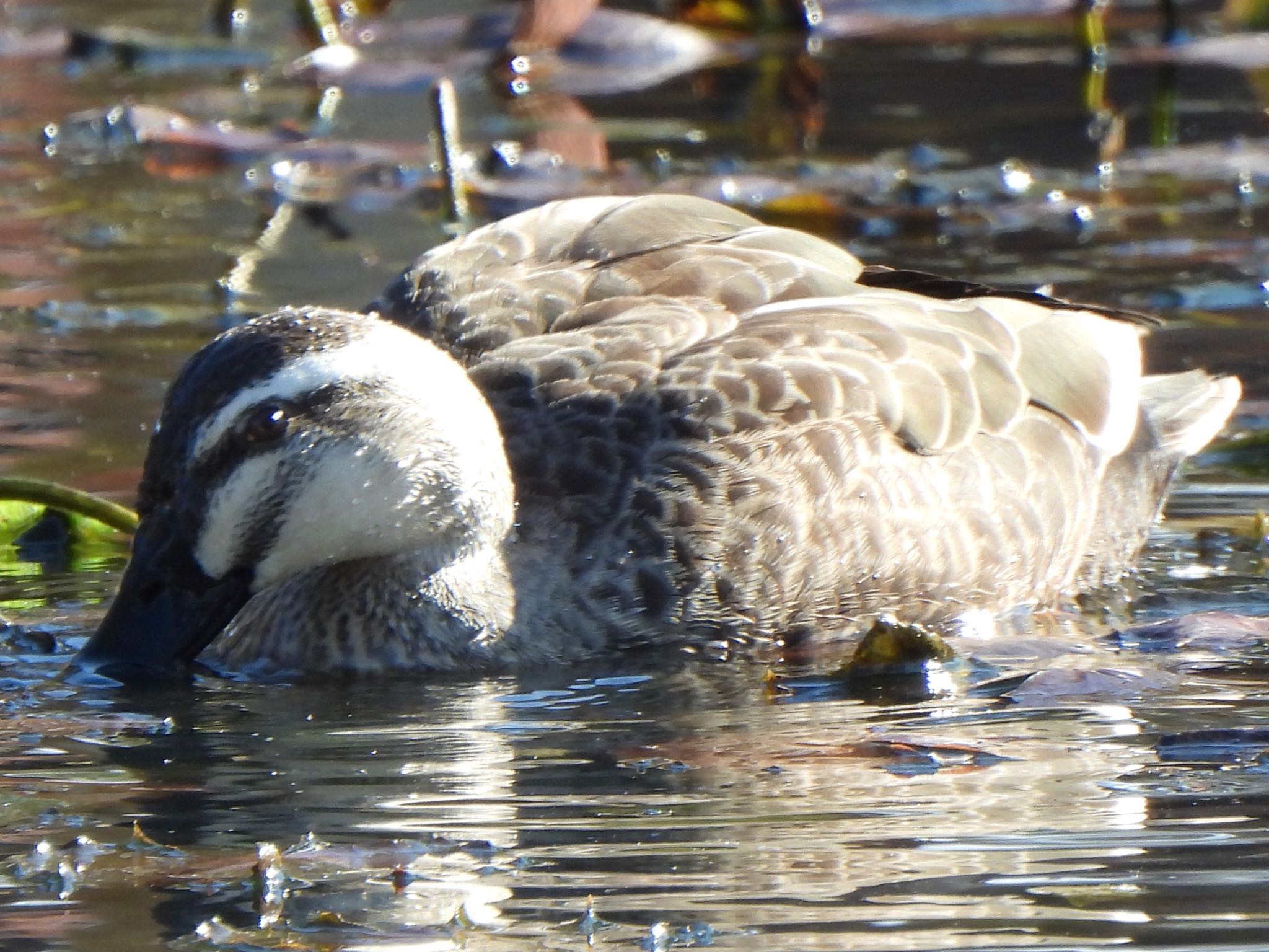 Photo of Eastern Spot-billed Duck at 多々良沼 by ツピ太郎