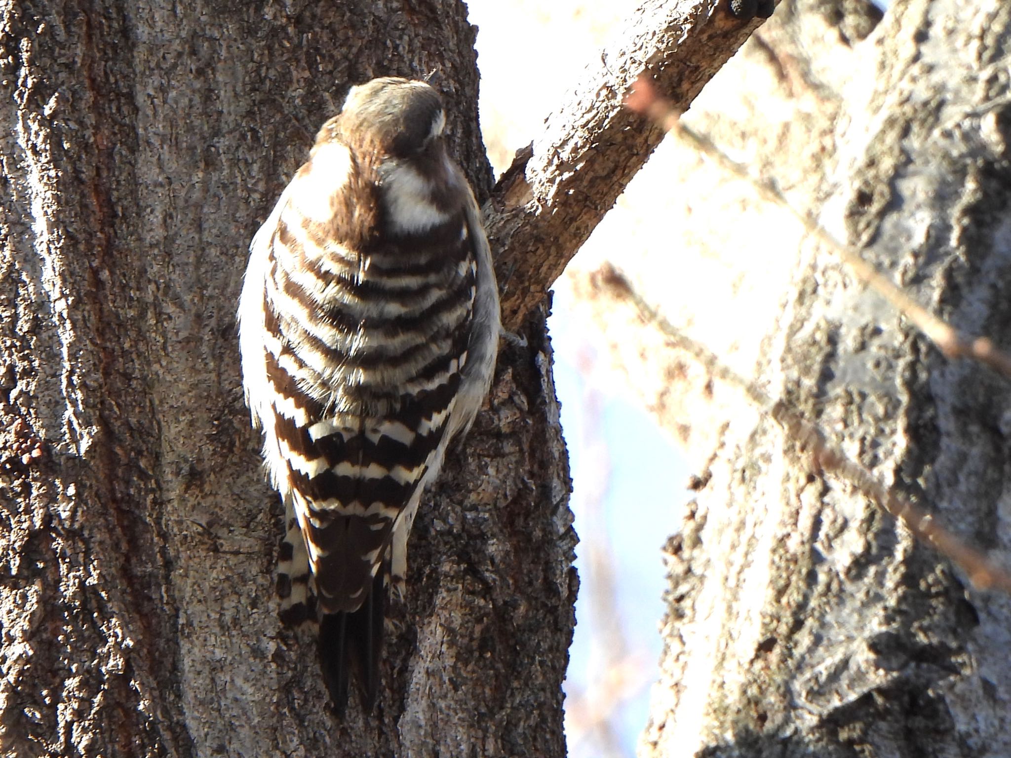 Photo of Japanese Pygmy Woodpecker at 多々良沼 by ツピ太郎