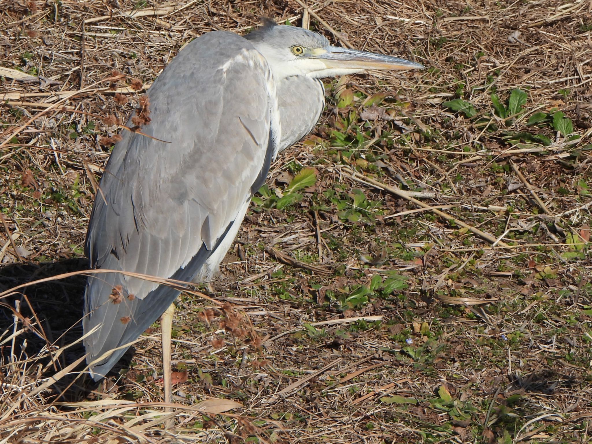 Photo of Grey Heron at 多々良沼 by ツピ太郎