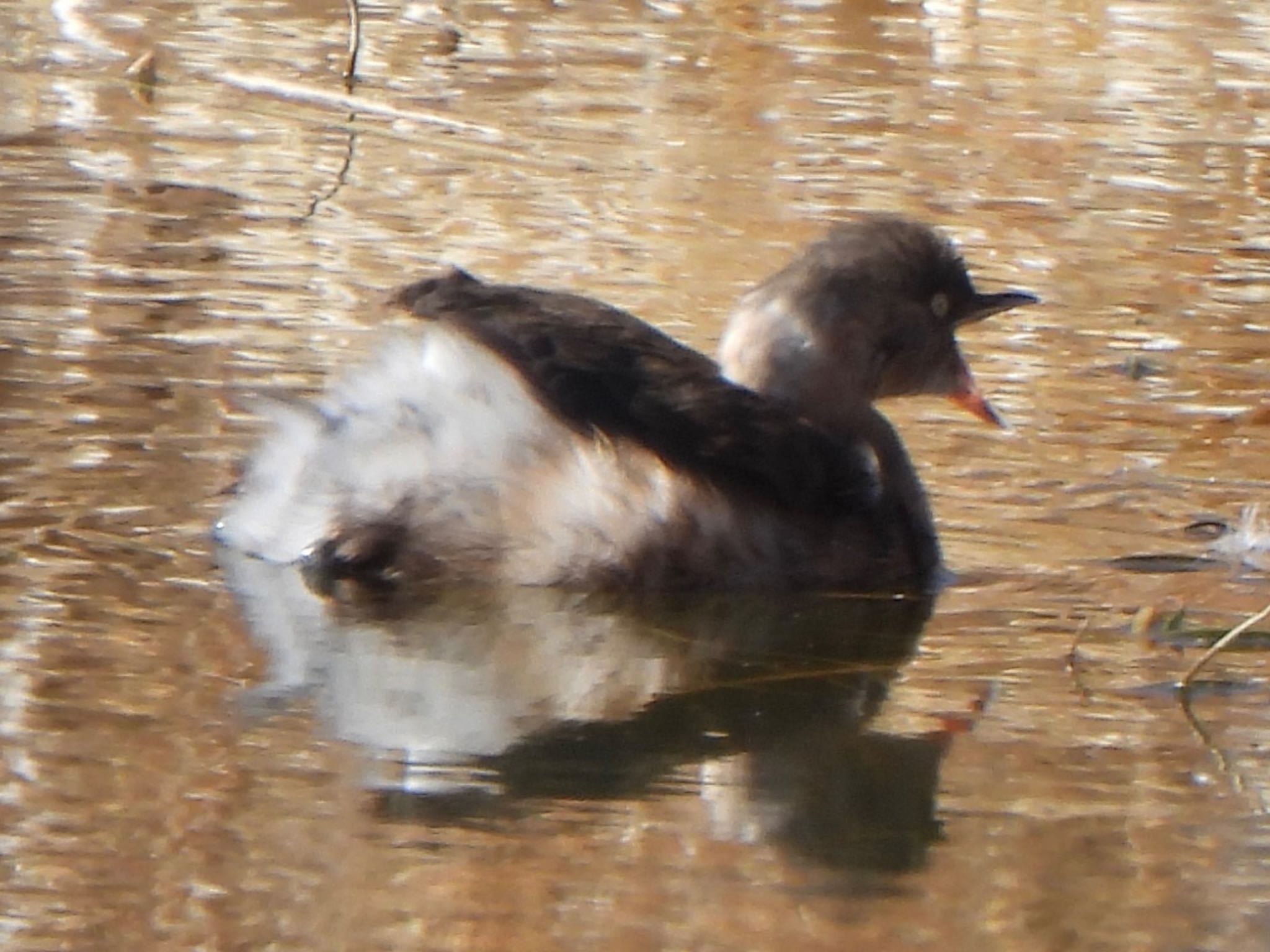 Little Grebe