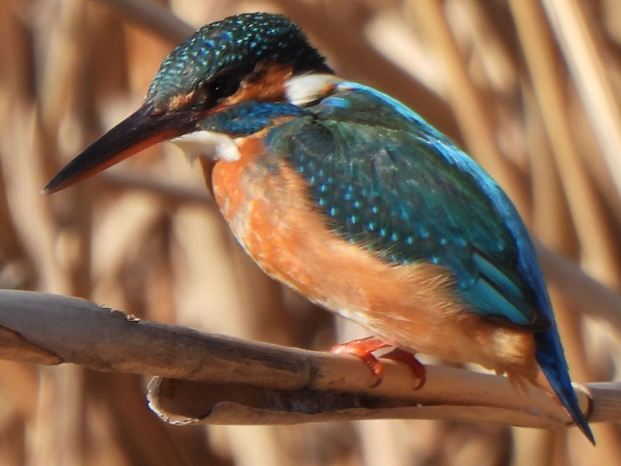 Common Kingfisher